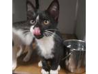 Adopt Suki a Domestic Short Hair