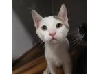 Adopt Dinky a Domestic Short Hair