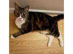 Adopt Wilhelmina a Domestic Short Hair