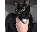 Adopt Billie a Domestic Short Hair
