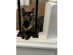 Adopt Gemjam24 a Domestic Short Hair