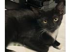 Adopt Mystical24 a Domestic Medium Hair