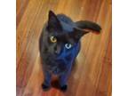 Adopt Queenie a Bombay