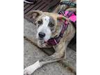 Adopt Larissa a Boxer, Hound