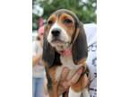 Adopt Louise a Beagle, Basset Hound