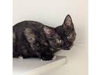 Adopt Haleakala a Domestic Short Hair