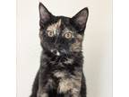 Adopt Biscayne a Domestic Short Hair