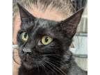 Adopt Hippolyta a Domestic Short Hair