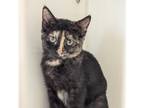 Adopt Acadia a Domestic Short Hair