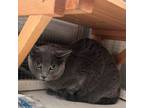 Adopt Elsie a Russian Blue