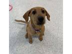 Adopt Cherry a Golden Retriever, Mixed Breed