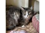 Adopt Violet a Domestic Long Hair