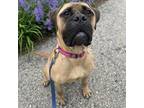 Adopt Ricki a Bullmastiff