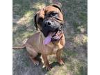 Adopt Bobbi a Bullmastiff
