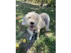 Adopt Tiger Lily a Beagle, Poodle