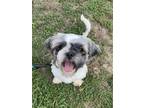 Adopt Jerry a Shih Tzu