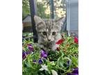 Adopt Piper a Domestic Short Hair