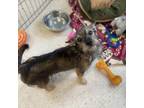 Adopt Bonita a Mixed Breed