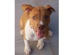 Adopt Frappuccino a Pit Bull Terrier