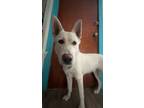Adopt Princess a Husky