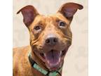 Adopt Canela a American Staffordshire Terrier