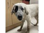 Adopt Lucky a Great Pyrenees, Shepherd