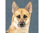 Adopt Sky a Mixed Breed