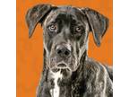 Adopt Star a Mixed Breed