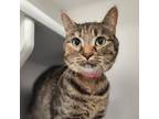 Adopt NOVA a Domestic Short Hair