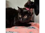 Adopt REINA a Domestic Medium Hair