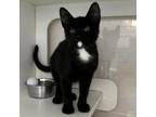 Adopt Camphor a Domestic Short Hair