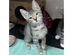 Adopt Spruce a Domestic Short Hair