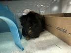 Adopt Pumbaa a Guinea Pig