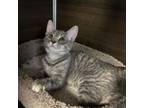 Adopt Jessie a Domestic Short Hair