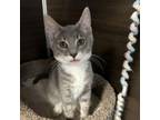 Adopt Lilly a Domestic Short Hair