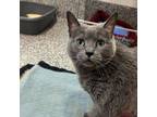 Adopt Anne a Domestic Short Hair