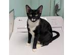 Adopt Brie a Domestic Short Hair