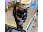 Adopt Batty a Domestic Medium Hair