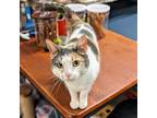 Adopt Astrid a Domestic Short Hair