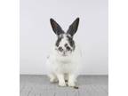 Adopt Bernadette a Dwarf