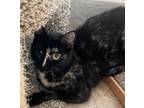 Adopt Bonita a Domestic Short Hair