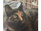 Adopt Brynn a Domestic Long Hair