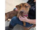 Adopt Ramona a Pit Bull Terrier