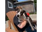 Adopt Minnie a Pit Bull Terrier