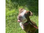 Adopt Rosie a Pit Bull Terrier