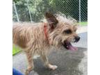 Adopt Journey a Terrier