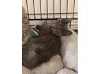 Adopt Colbie a Domestic Short Hair