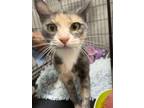 Adopt Maxine a Domestic Short Hair
