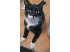 Adopt Belly a Domestic Short Hair