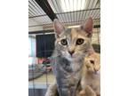 Adopt Melanie a Domestic Short Hair